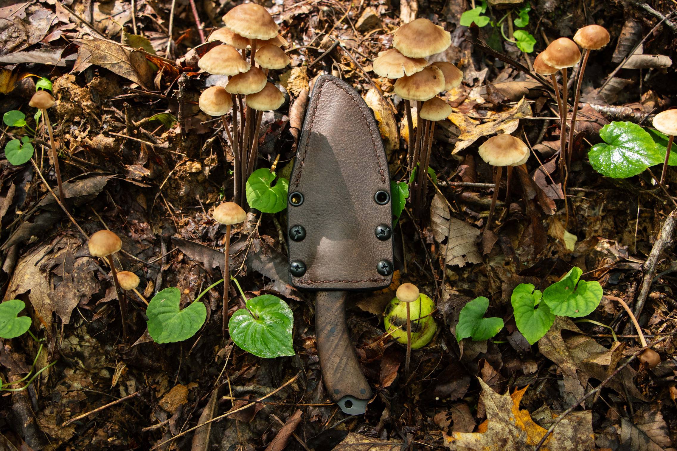 Houin x Winkler: Sweet T High Grade